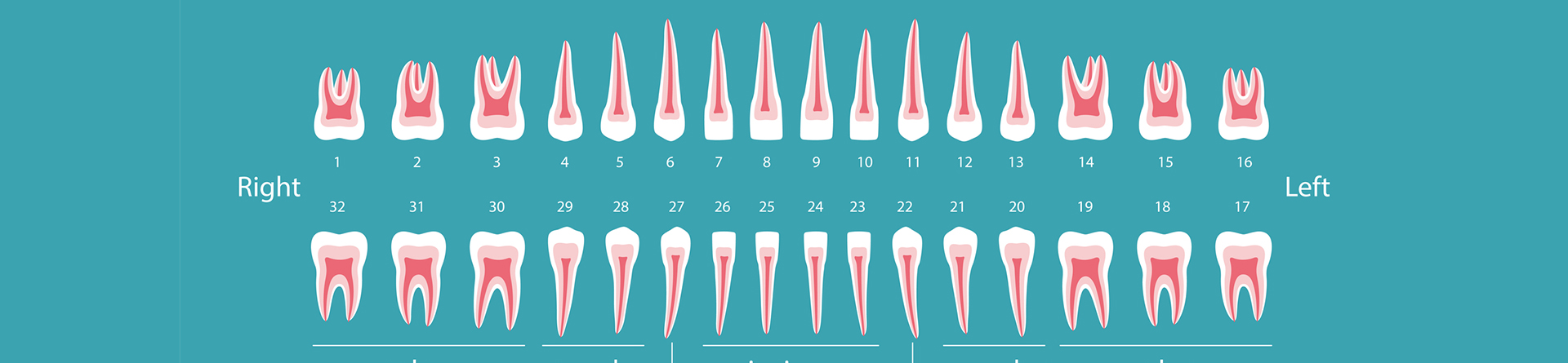 Meridian Tooth Chart background